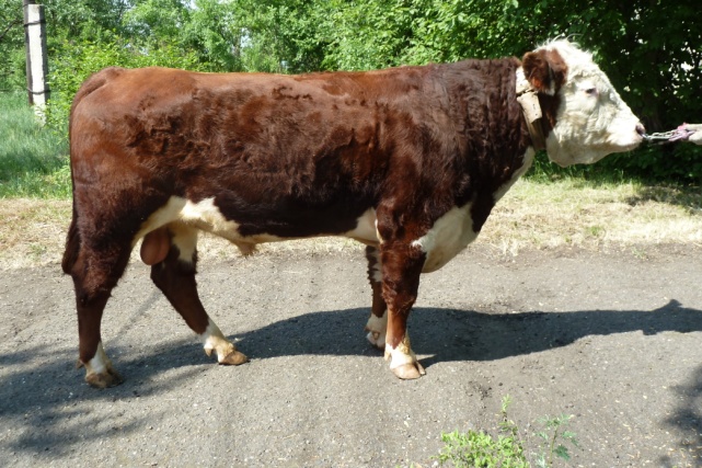 ФИНАЛ 6043 КСВ-155